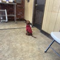Oakcrest Veterinary Clinic ico