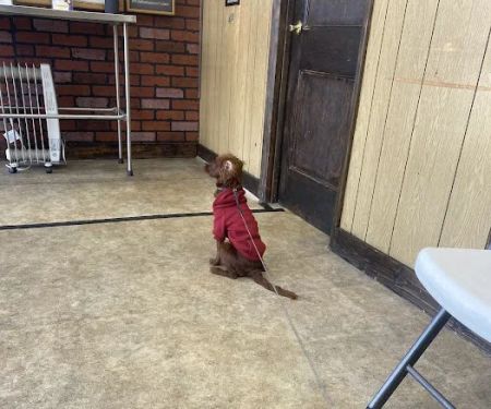 Oakcrest Veterinary Clinic