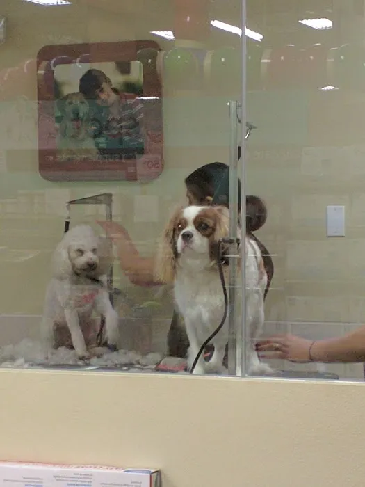 Petco Picture 5