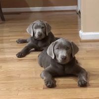 Clinton Veterinary Hospital ico