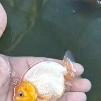 Garage Aquatics ico
