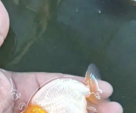 Garage Aquatics