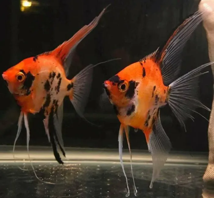 Garage Aquatics Picture 2