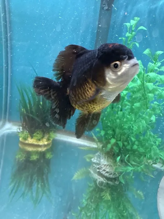 Garage Aquatics Picture 6