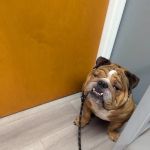 APAW Veterinary Hospital & Wellness Center