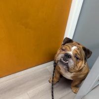 APAW Veterinary Hospital & Wellness Center ico