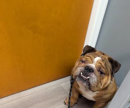 APAW Veterinary Hospital & Wellness Center
