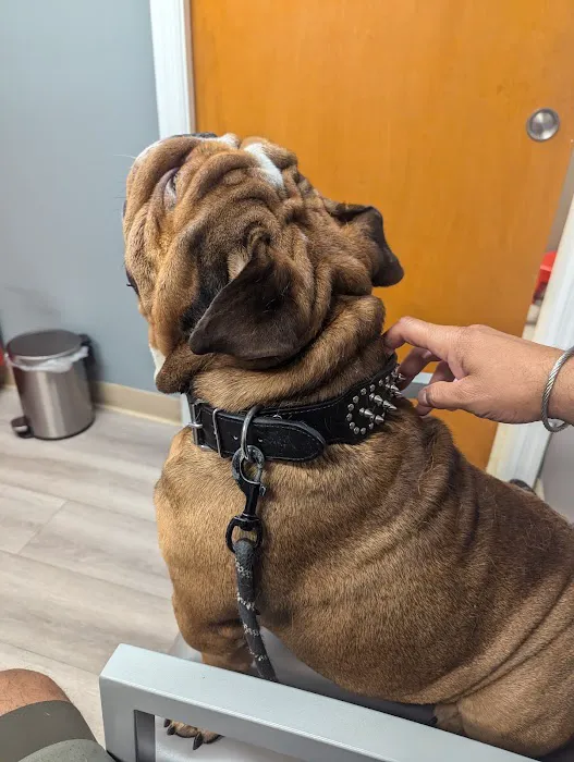 APAW Veterinary Hospital & Wellness Center Picture 6