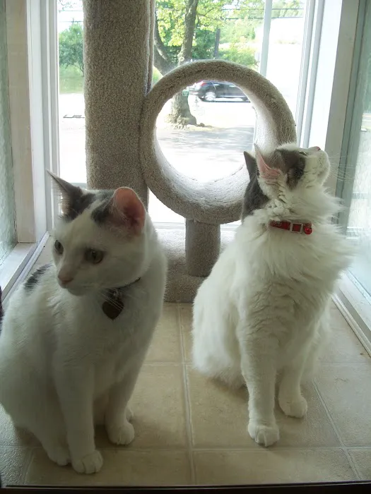 APAW Veterinary Hospital & Wellness Center Picture 10