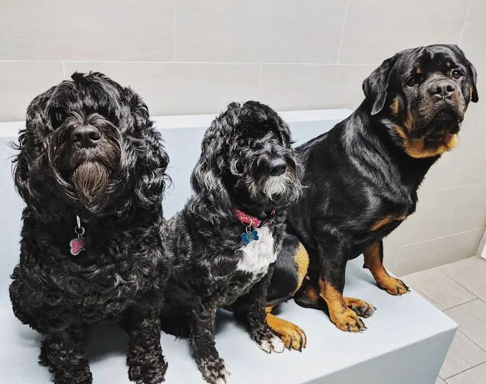 Prince George's Animal Hospital Picture 1