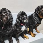 Prince George's Animal Hospital