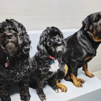 Prince George's Animal Hospital ico