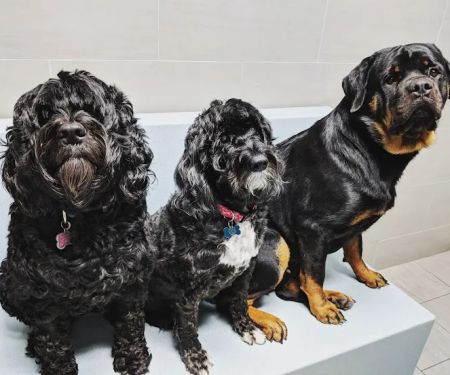 Prince George's Animal Hospital