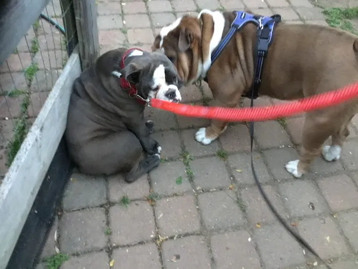 Prince George's Animal Hospital Picture 9