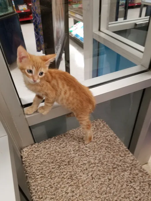 Petco Picture 4