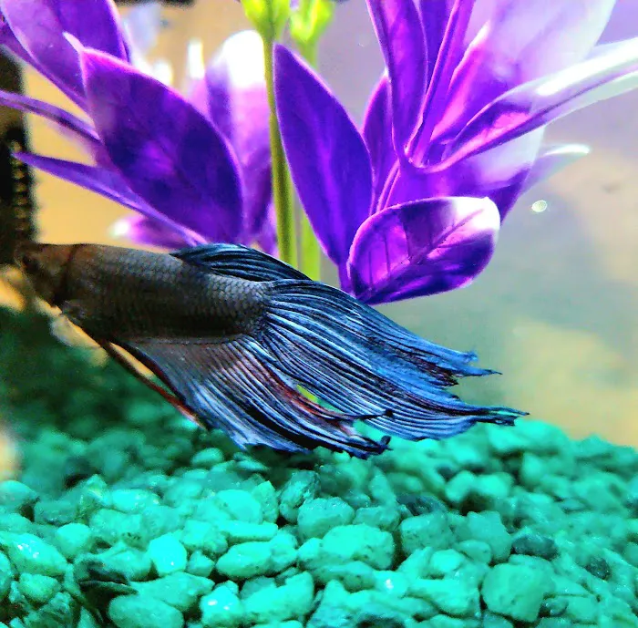 All 4 Pets Picture 5