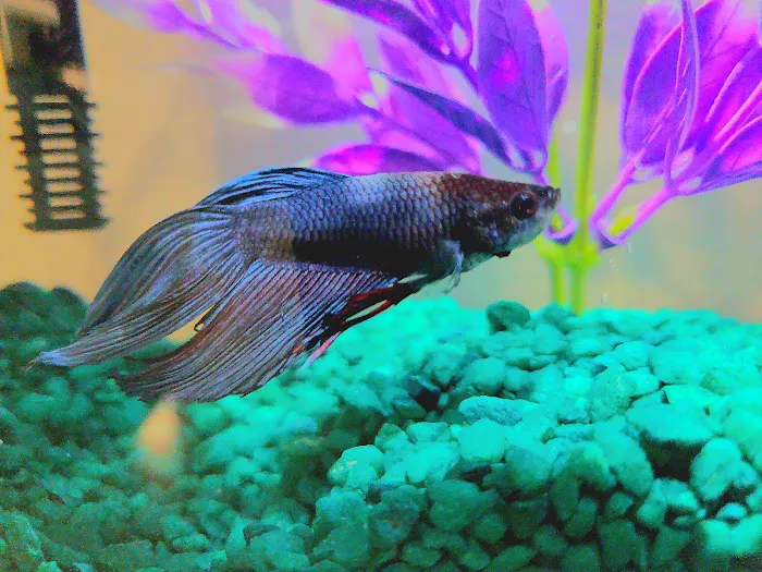 All 4 Pets Picture 2