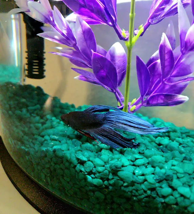 All 4 Pets Picture 8
