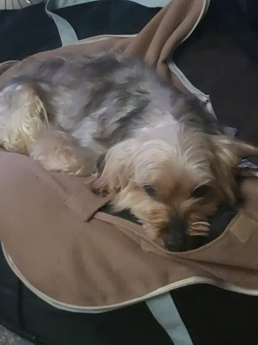 Banfield Pet Hospital Picture 8