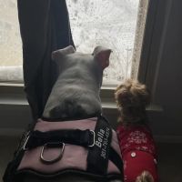 Banfield Pet Hospital ico