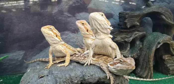 Petco Picture 2