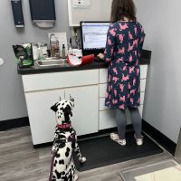North Laurel Animal Hospital ico