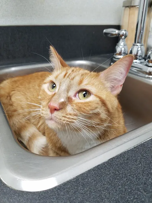 North Laurel Animal Hospital Picture 9