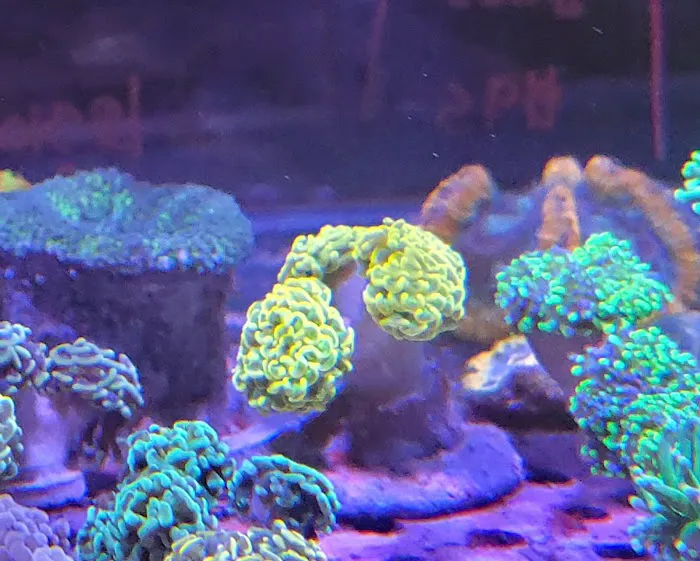 Shipwreck Cove Tropical Fish and Custom Aquariums Picture 1