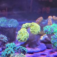 Shipwreck Cove Tropical Fish and Custom Aquariums ico
