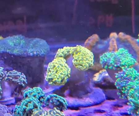 Shipwreck Cove Tropical Fish and Custom Aquariums