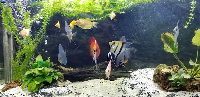 Shipwreck Cove Tropical Fish and Custom Aquariums Picture 3