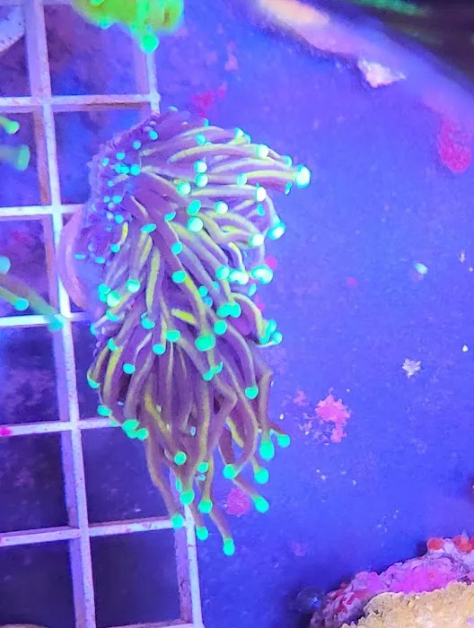 Shipwreck Cove Tropical Fish and Custom Aquariums Picture 9