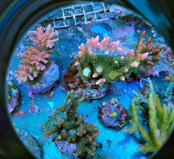 Shipwreck Cove Tropical Fish and Custom Aquariums Picture 8