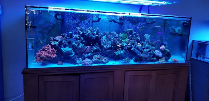 Shipwreck Cove Tropical Fish and Custom Aquariums Picture 5