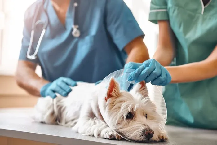 Brenner Animal Hospital Picture 8