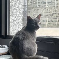 Whole Health Veterinary Care ico