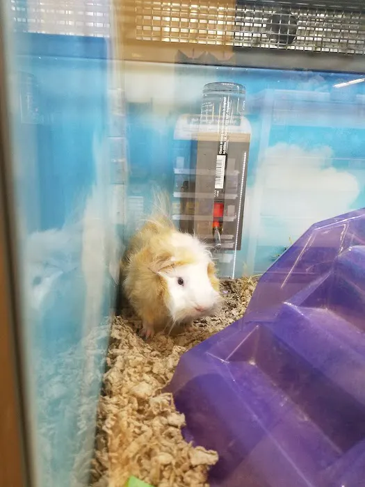 Petco Picture 8