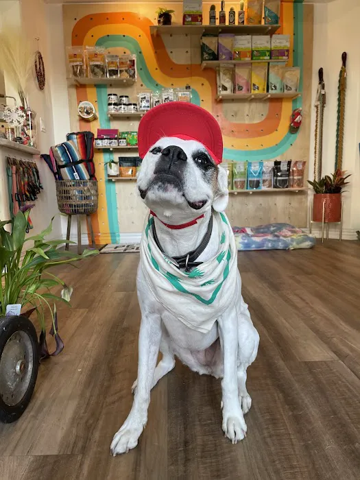 Pet Power Studio Picture 5