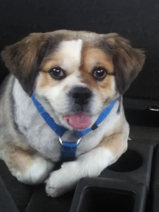 Banfield Pet Hospital Picture 4