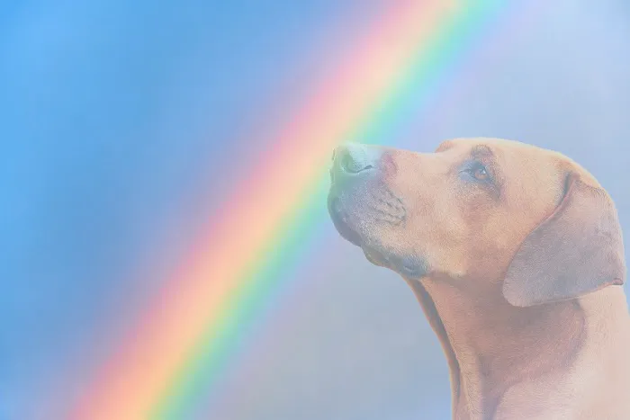 gooddoggohome Picture 2