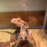 All Pets Veterinary Wellness Clinic