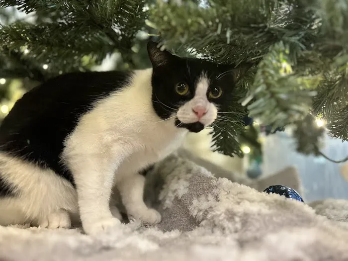 Central Pennsylvania Veterinary Emergency Treatment Services Picture 2