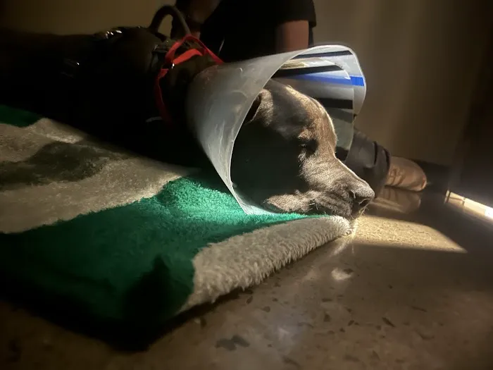Vetco Total Care Animal Hospital Picture 4
