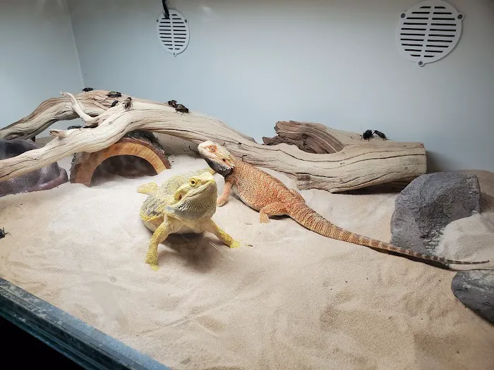 Pet Kingdom Picture 7