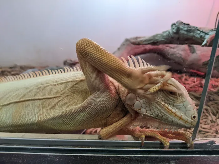 Pet Kingdom Picture 4