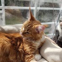 Westside Veterinary Center ico