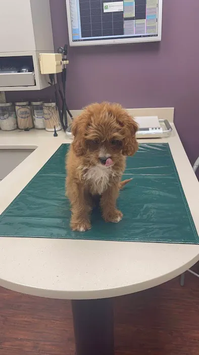 Westside Veterinary Center Picture 4