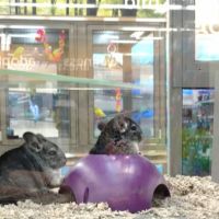 Petco ico