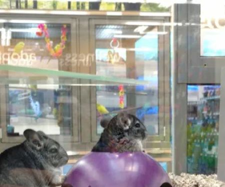 Petco
