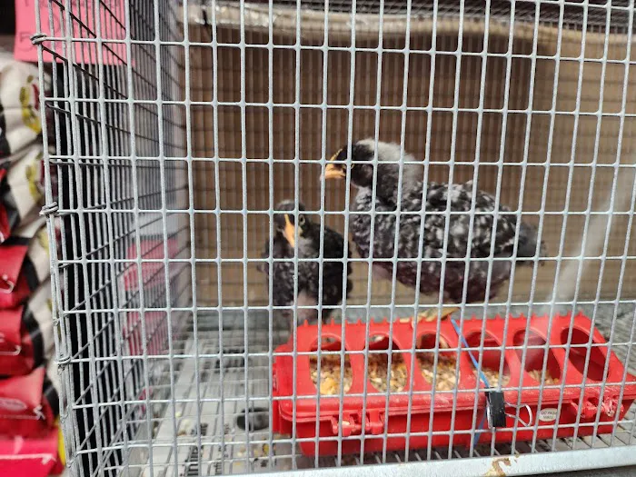 Pop's Feed and Supply Picture 6